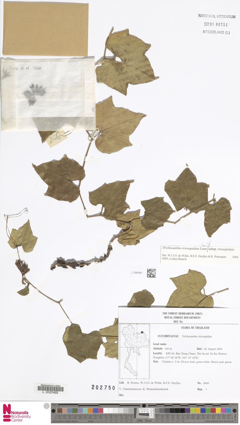 Trichosanthes tricuspidata subsp. tricuspidata photo 4