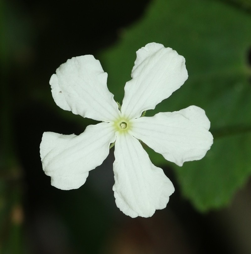 Trichosanthes tubiflora