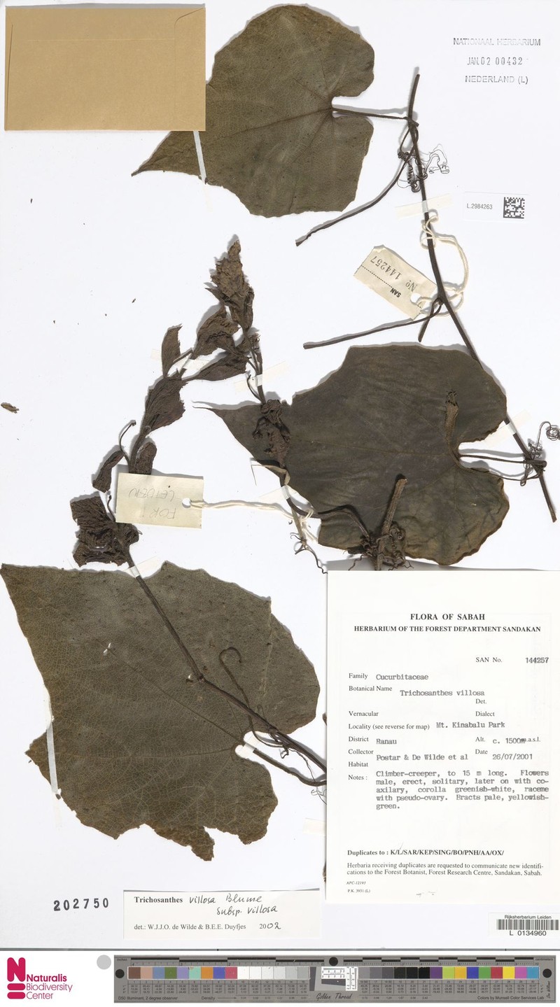 Trichosanthes villosa subsp. villosa