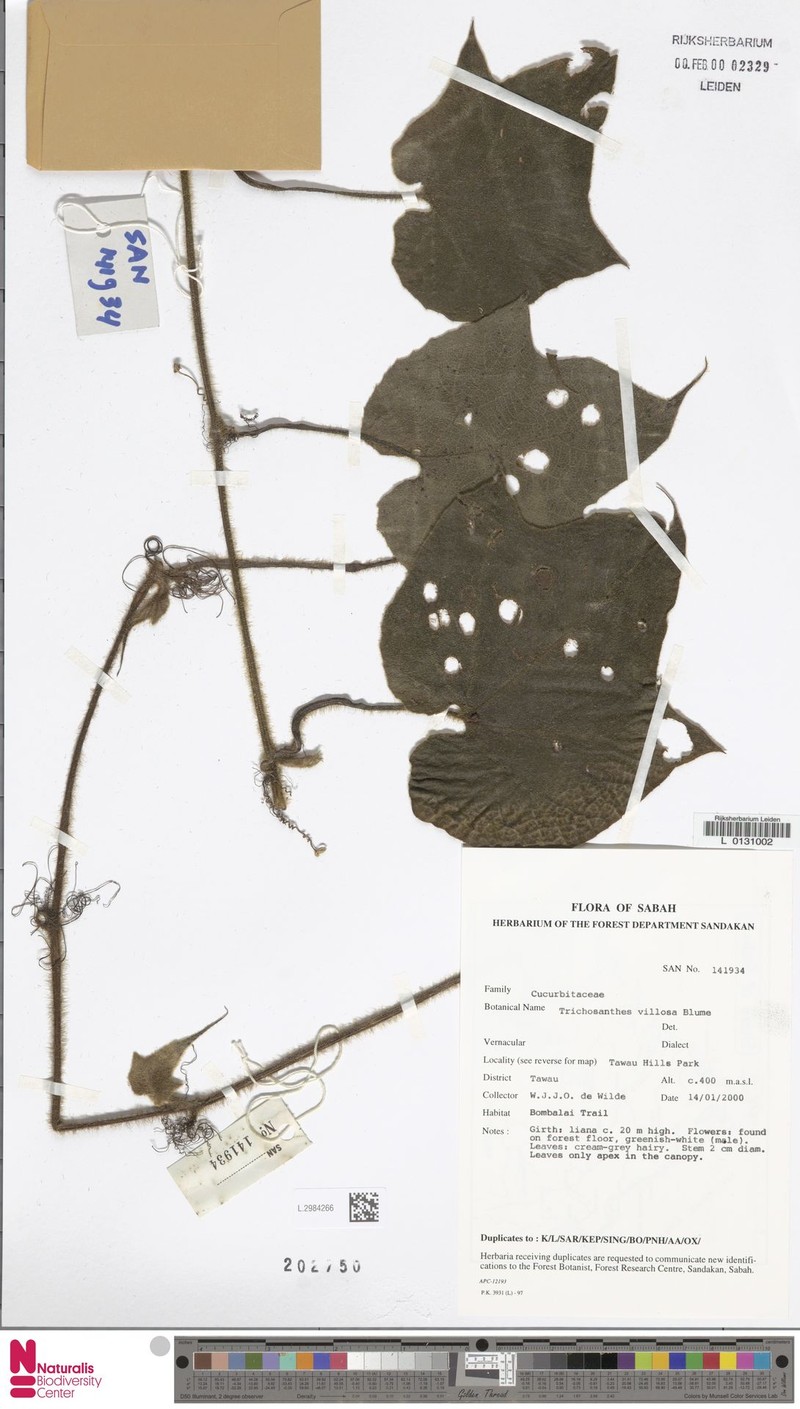 Trichosanthes villosa subsp. villosa photo 2