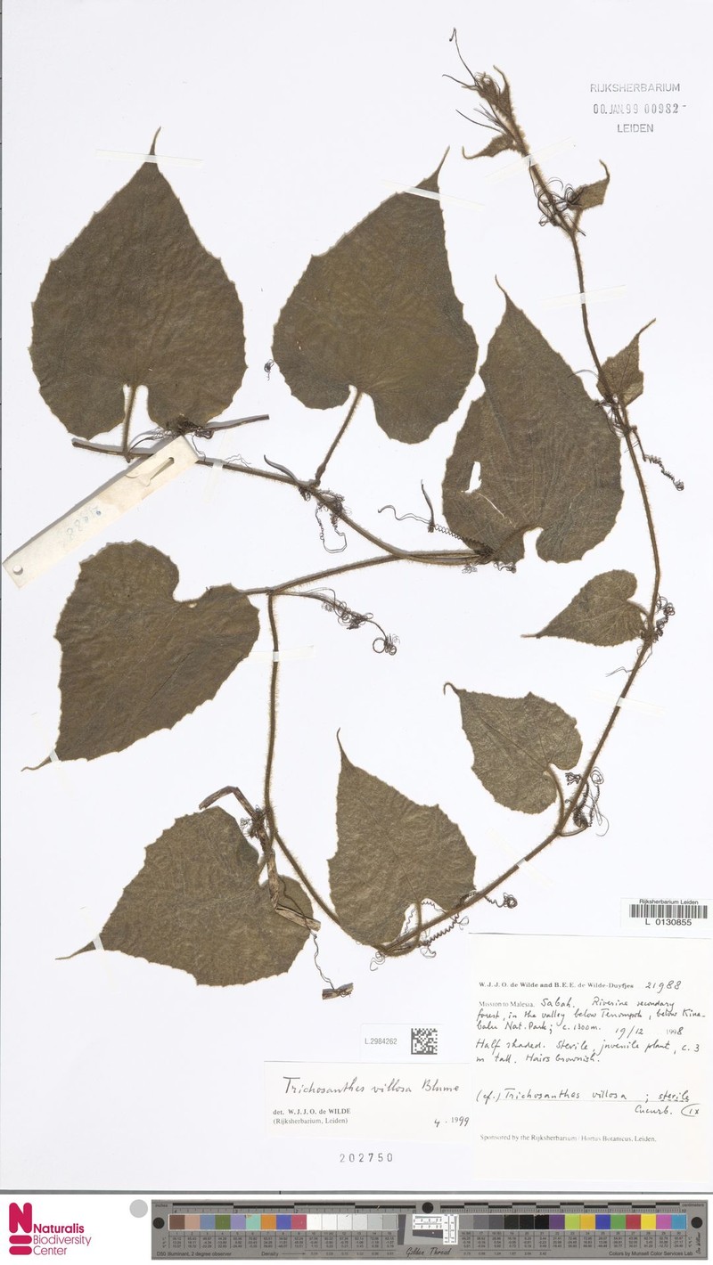 Trichosanthes villosa subsp. villosa photo 3