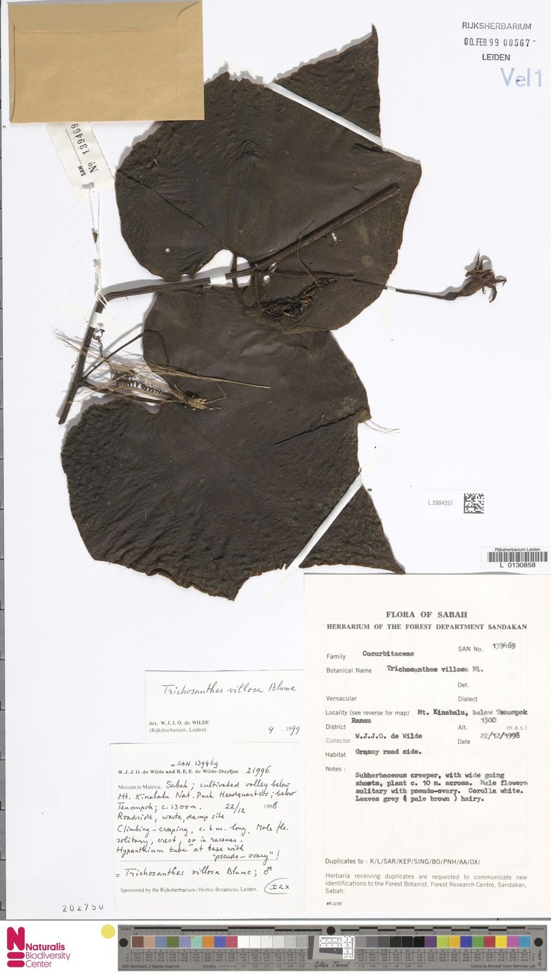 Trichosanthes villosa subsp. villosa photo 4