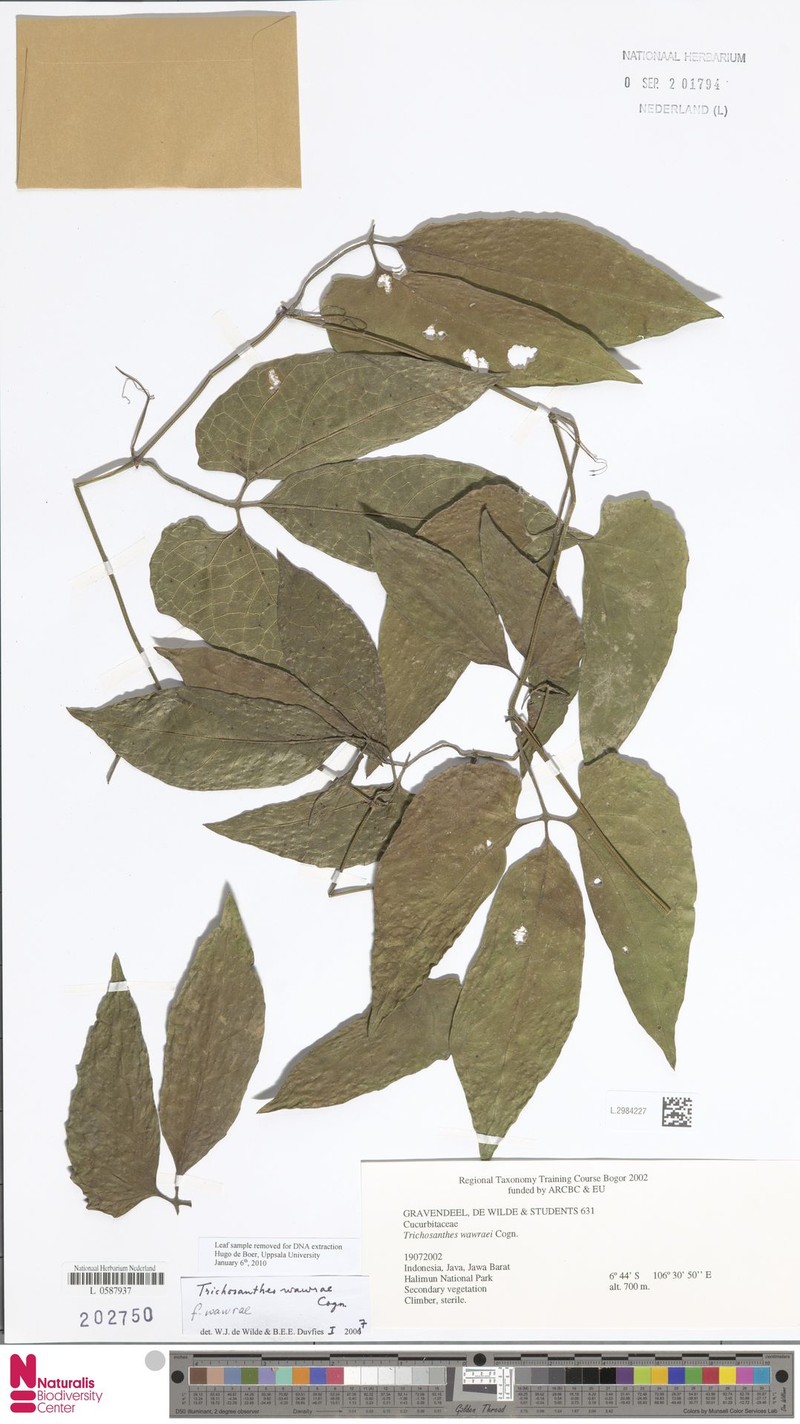 Trichosanthes wawrae f. wawrae