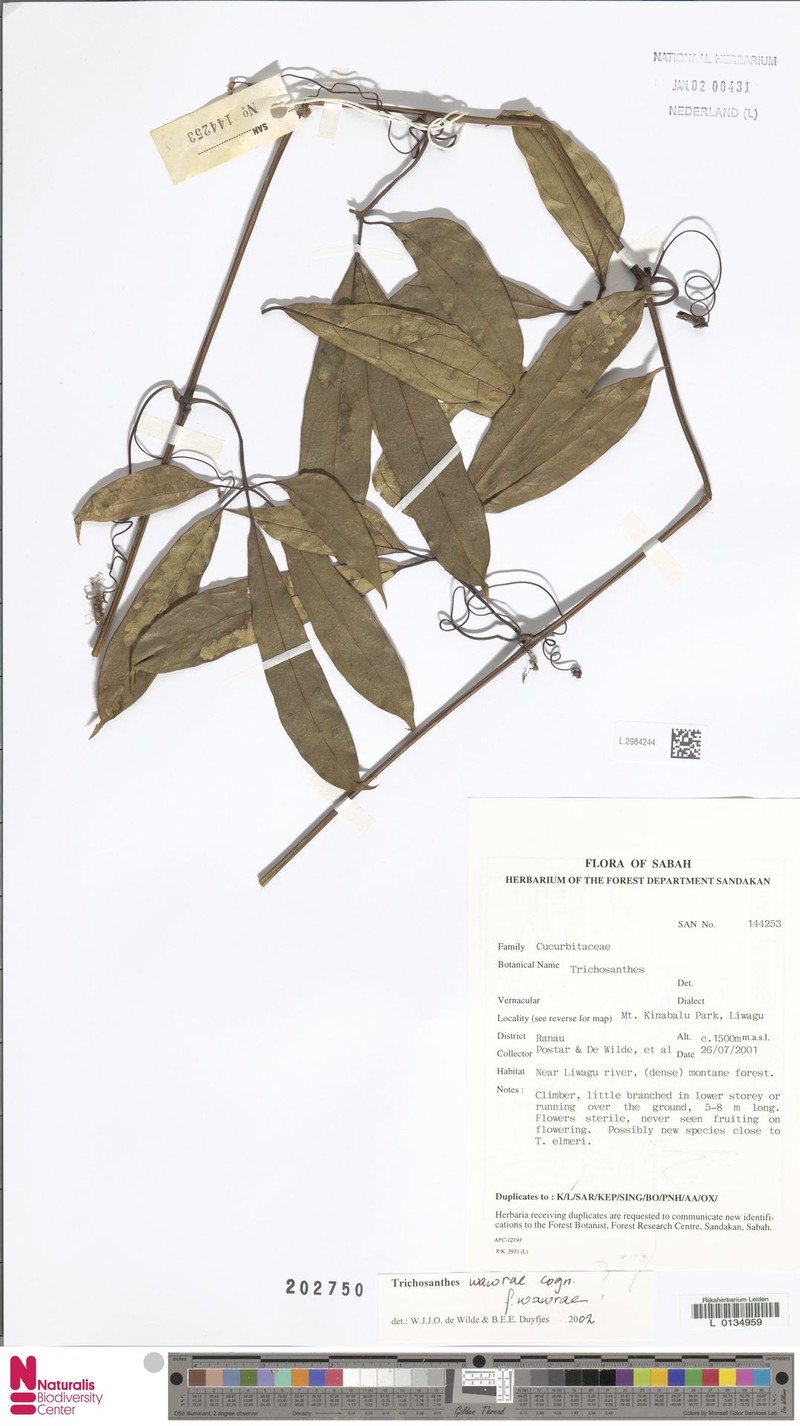 Trichosanthes wawrae f. wawrae photo 2