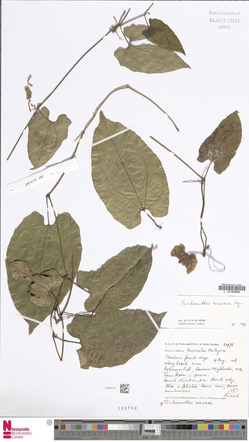Trichosanthes wawrae f. wawrae photo 3