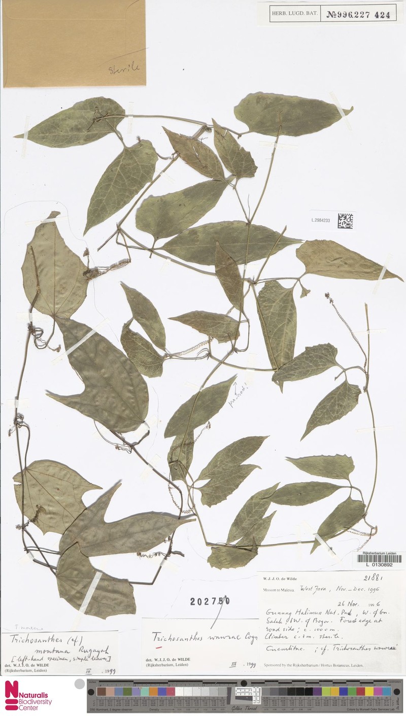 Trichosanthes wawrae f. wawrae photo 4