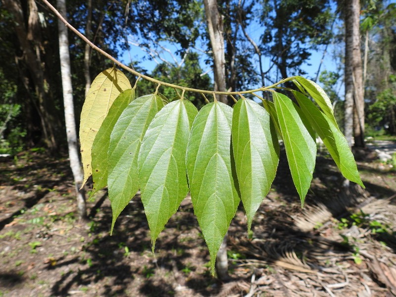 Trichospermum lessertianum