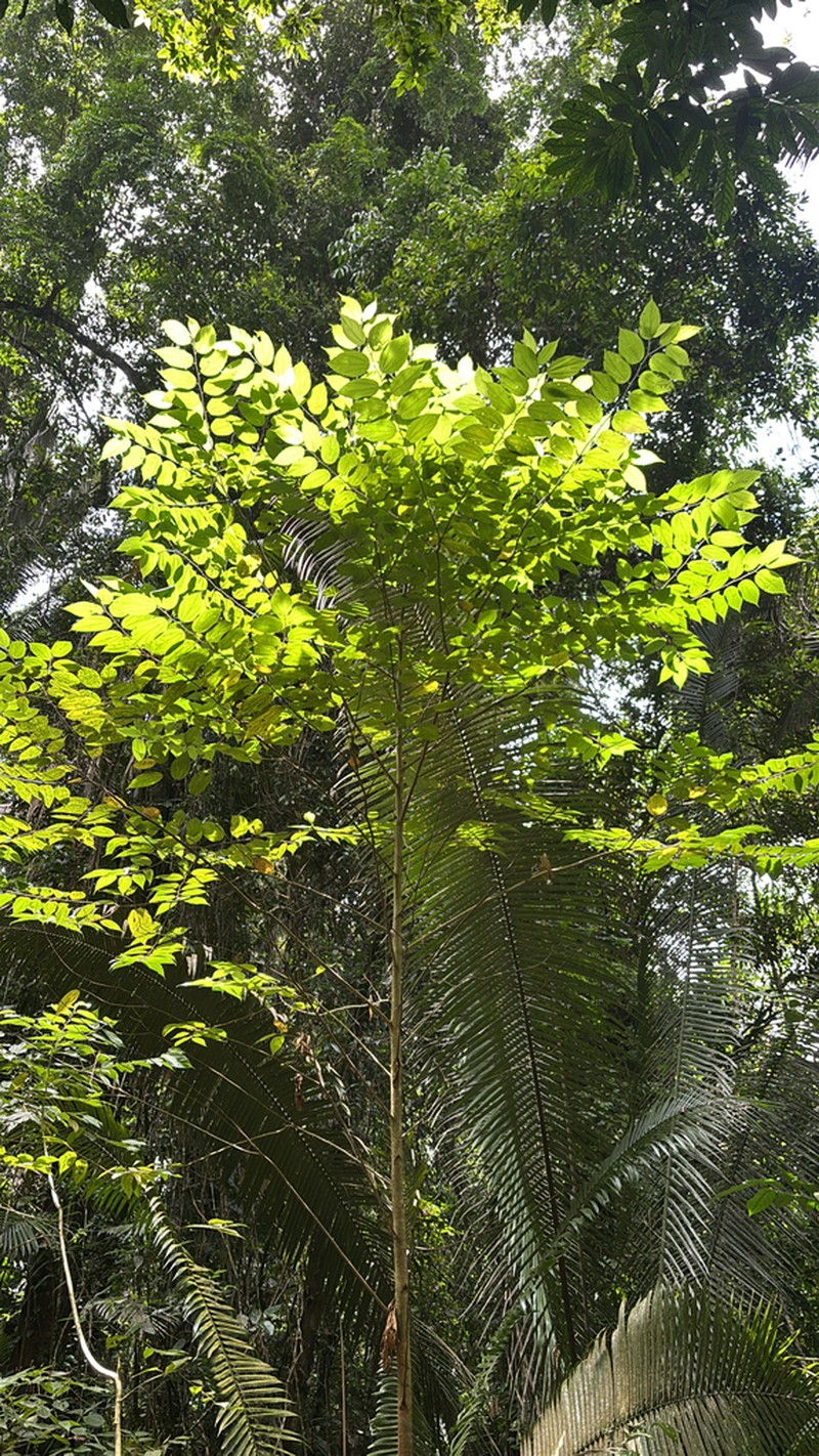 Trichospermum lessertianum photo 2