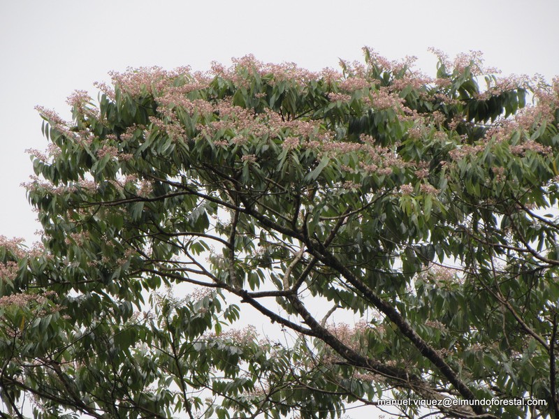 Trichospermum lessertianum photo 3