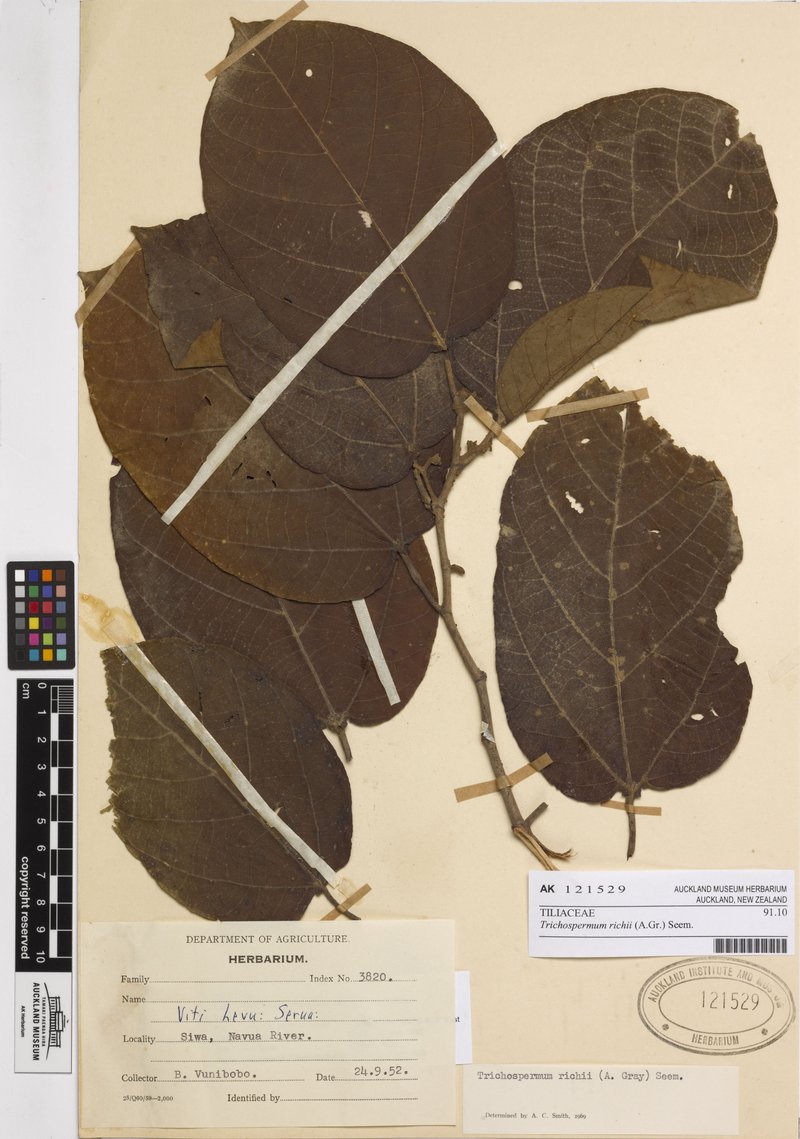 Trichospermum richii