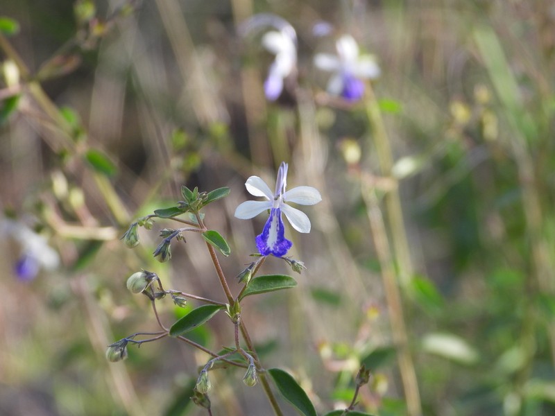 Arizona Bluecurls