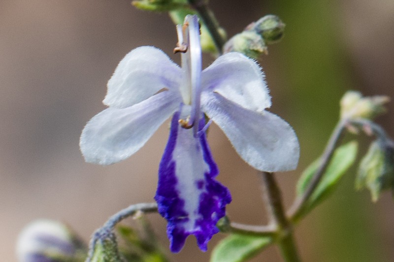 Arizona Bluecurls photo 2