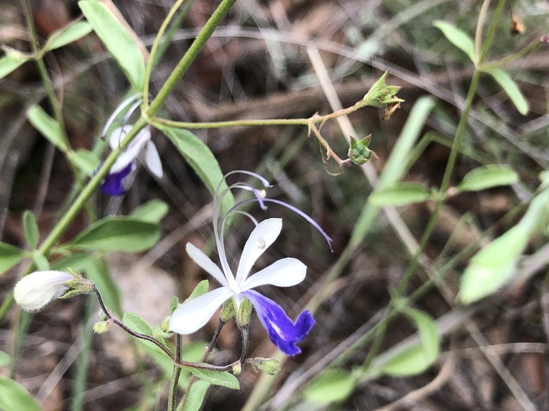 Arizona Bluecurls photo 3