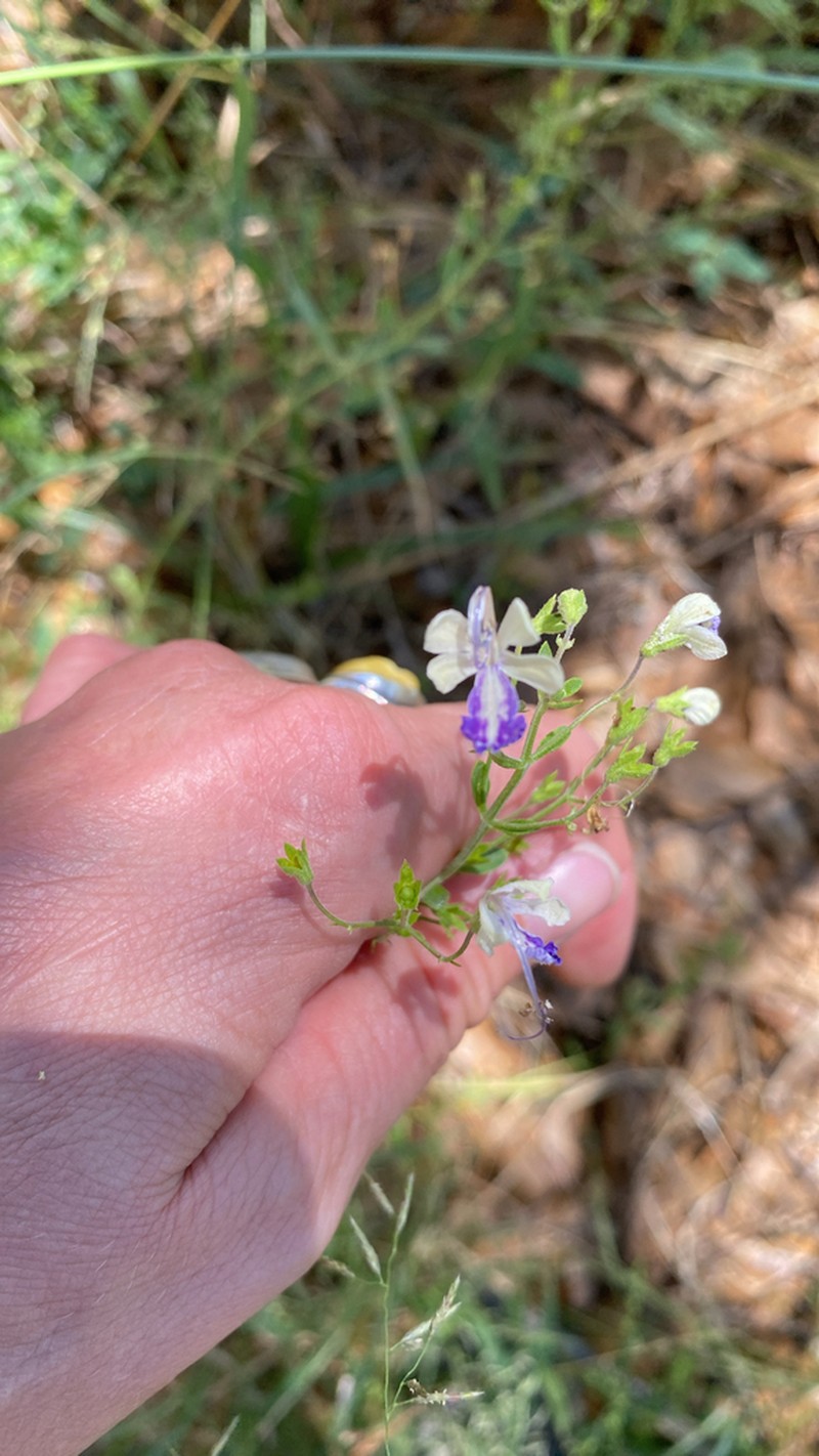 Arizona Bluecurls photo 5