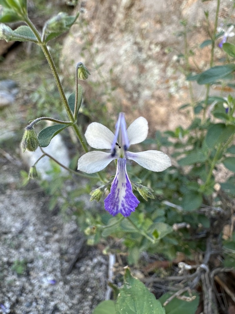 Arizona Bluecurls photo 6