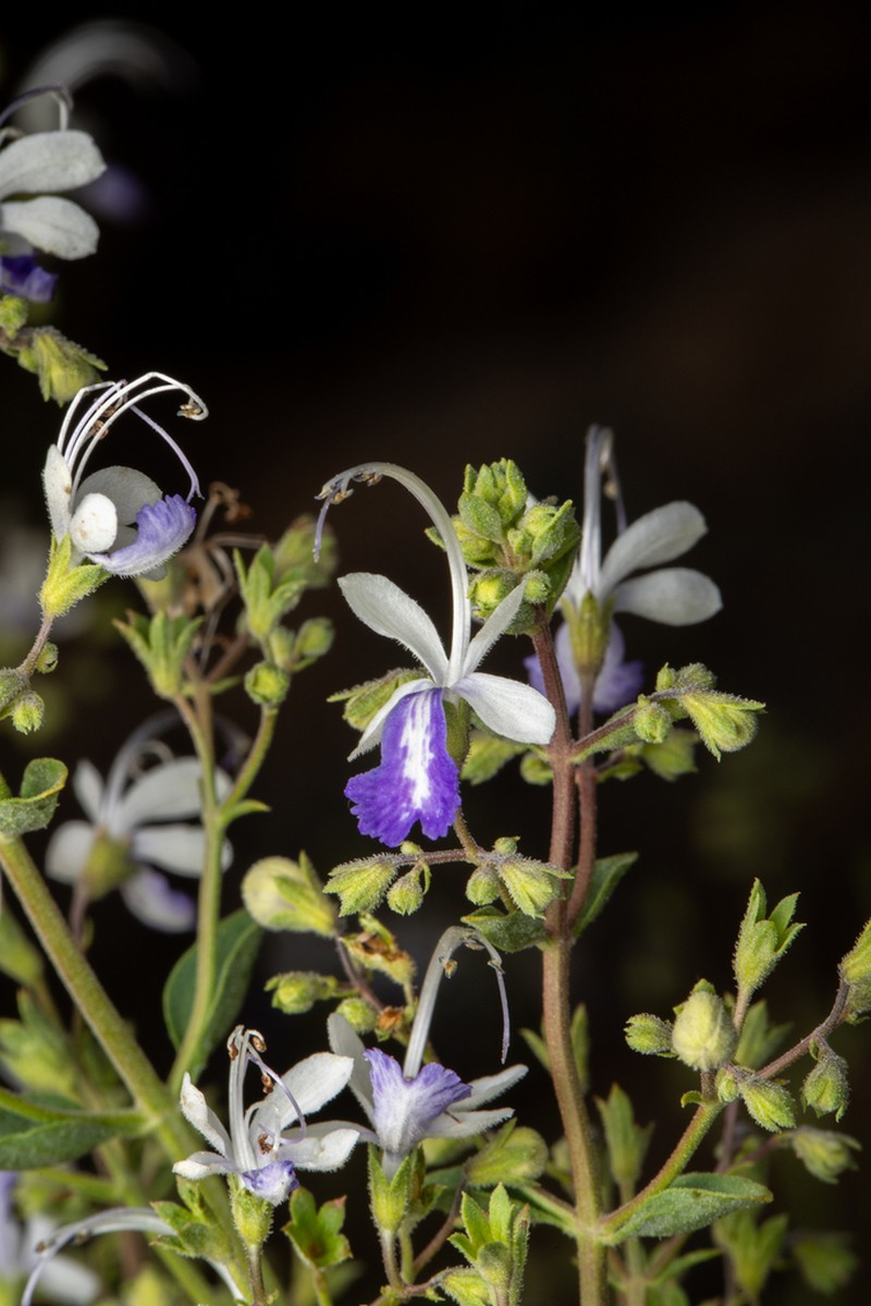 Arizona Bluecurls photo 7