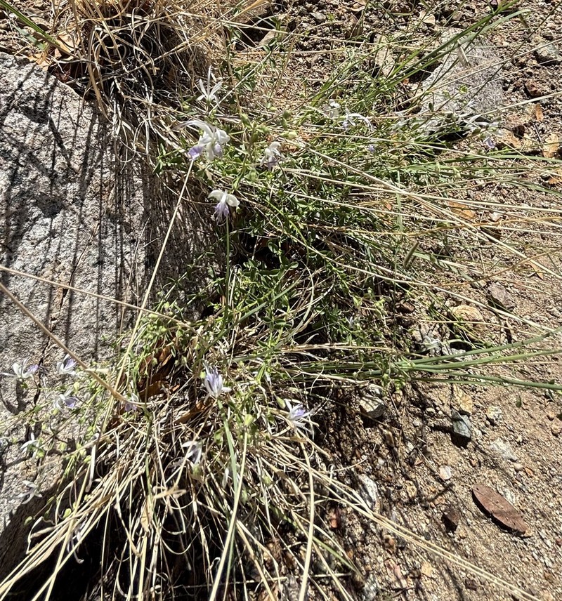 Arizona Bluecurls photo 8