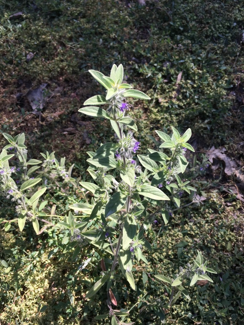 San Jacinto Bluecurls photo 2