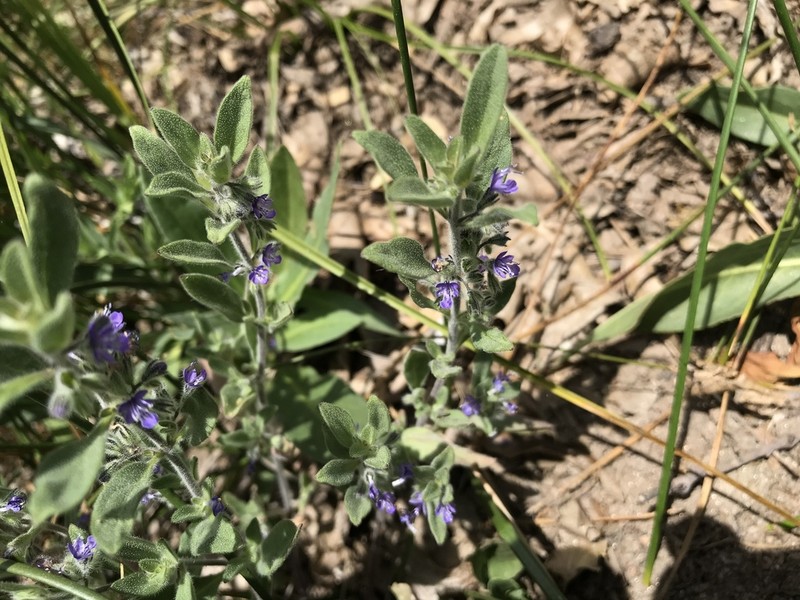 San Jacinto Bluecurls photo 4