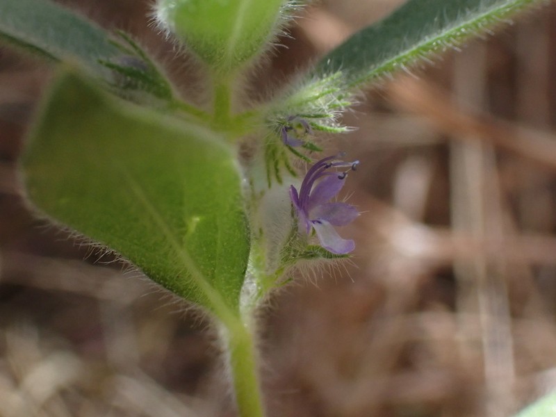 San Jacinto Bluecurls photo 5