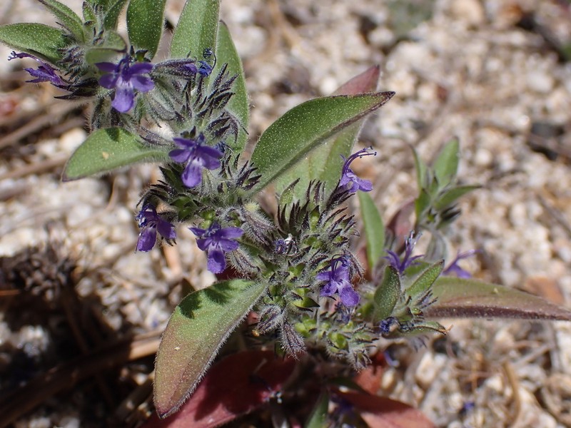 San Jacinto Bluecurls photo 7