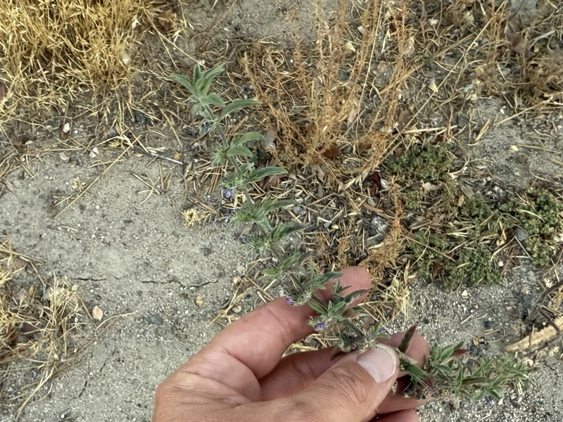 Trichostema austromontanum subsp. austromontanum