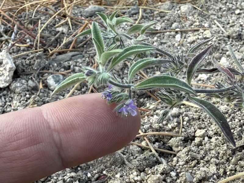 Trichostema austromontanum subsp. austromontanum photo 2