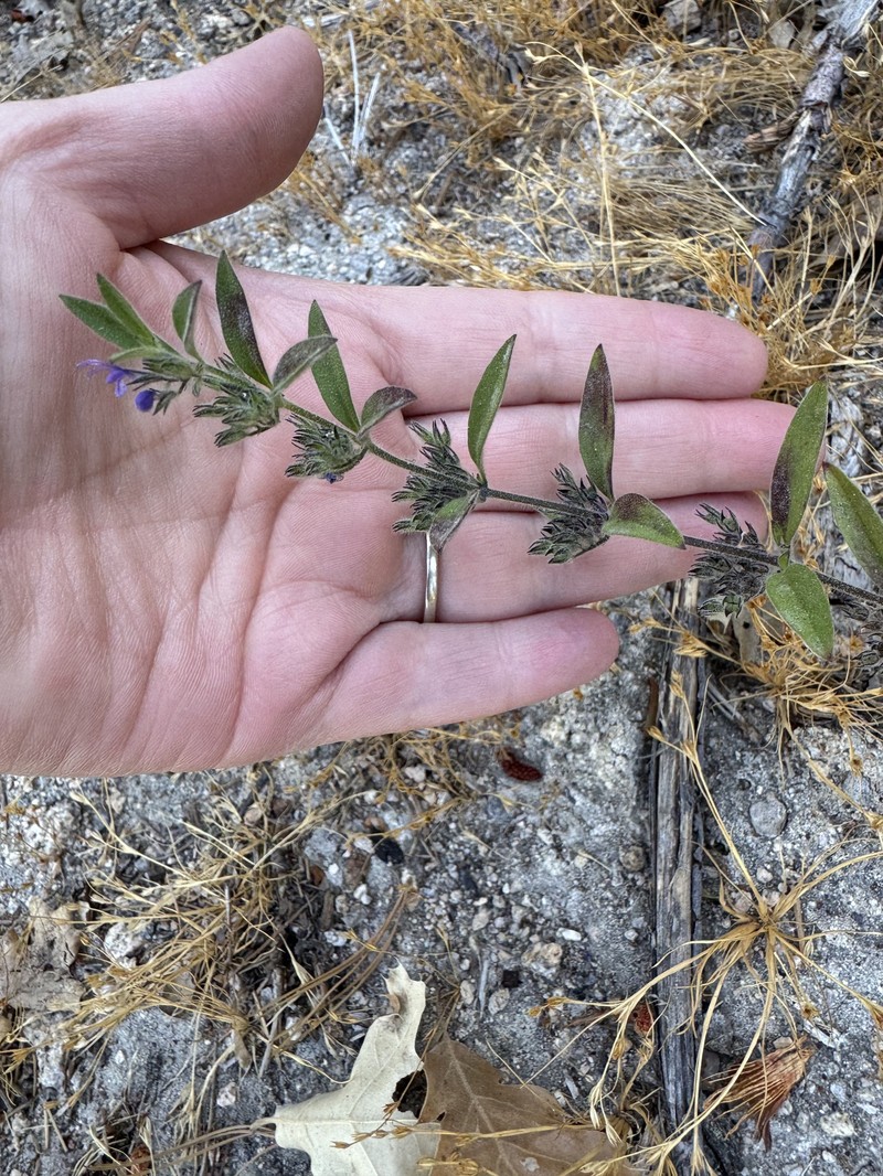 Trichostema austromontanum subsp. austromontanum photo 3