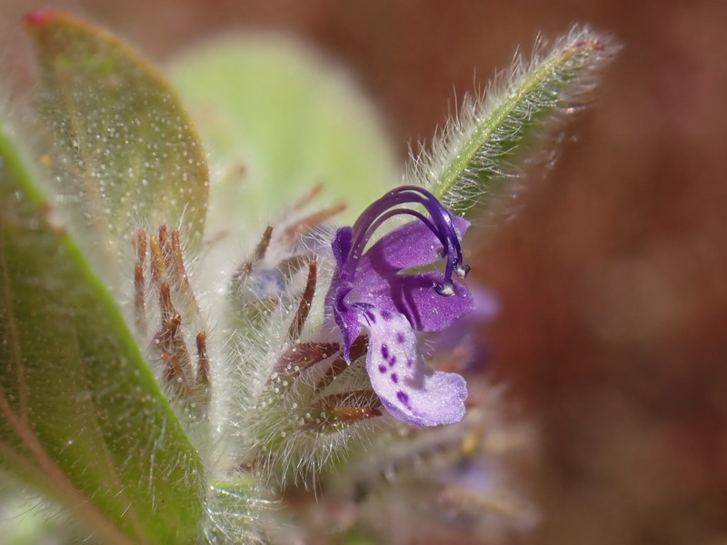 Trichostema austromontanum subsp. austromontanum photo 4