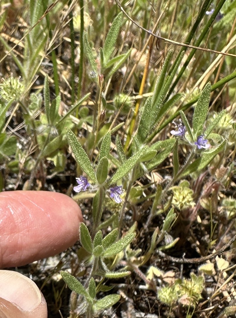 Trichostema austromontanum subsp. austromontanum photo 5