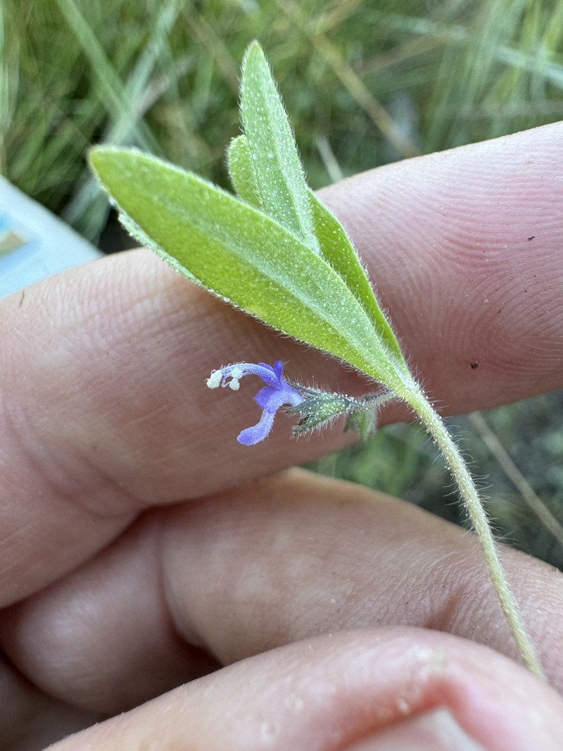Trichostema austromontanum subsp. austromontanum photo 6