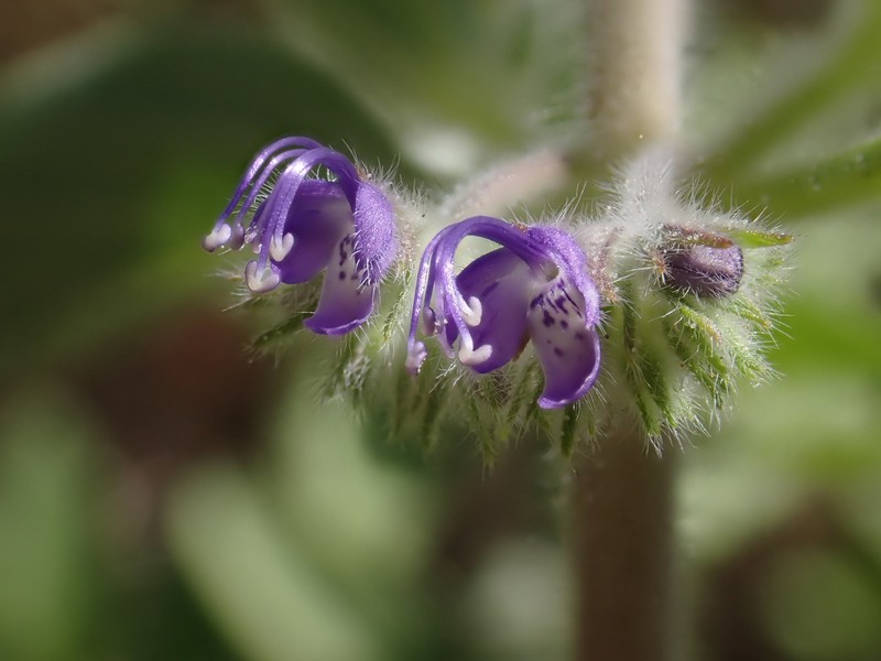 Trichostema austromontanum subsp. austromontanum photo 7