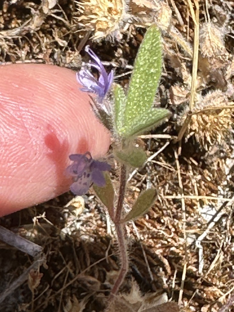 Trichostema austromontanum subsp. austromontanum photo 8