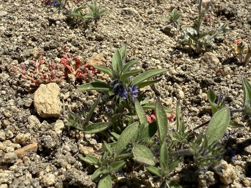Trichostema austromontanum subsp. compactum