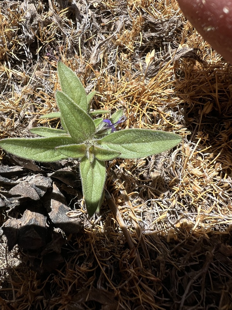 Trichostema austromontanum subsp. compactum photo 2