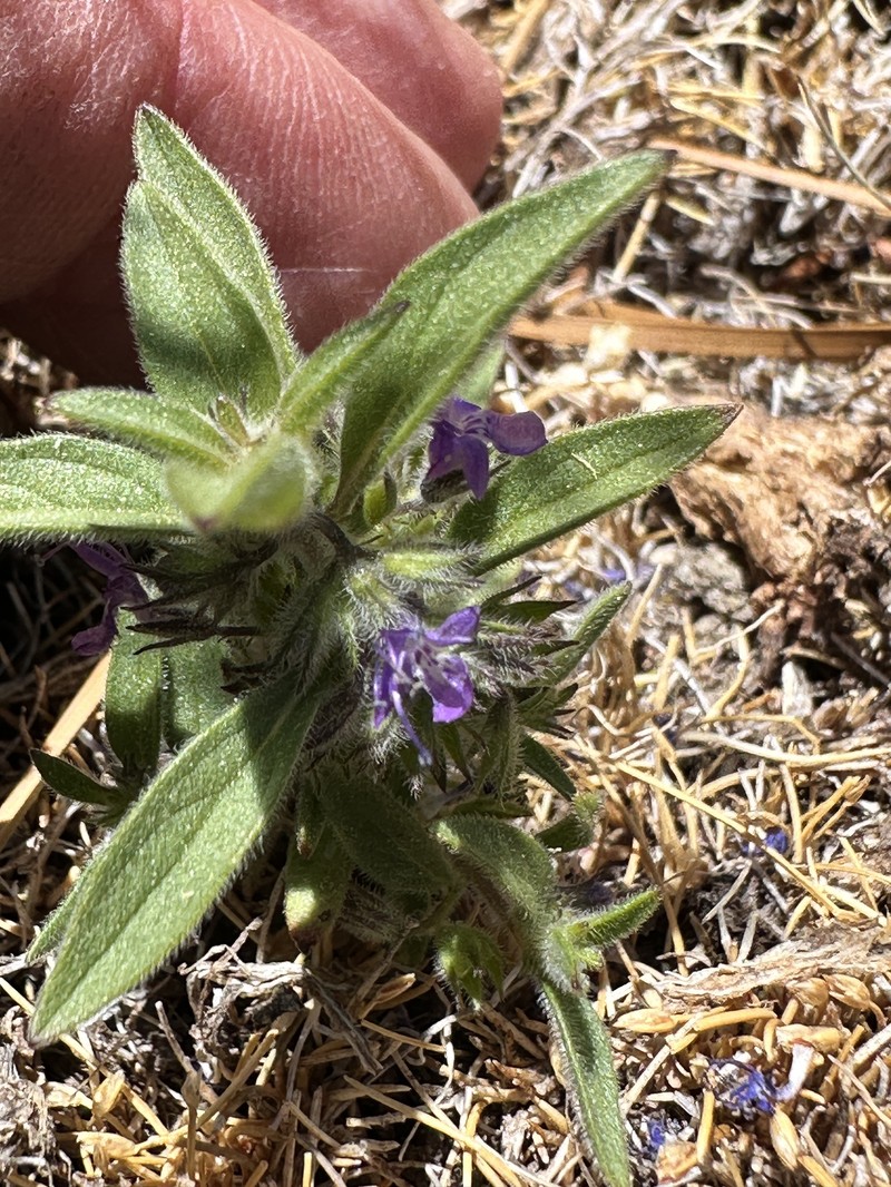 Trichostema austromontanum subsp. compactum photo 3