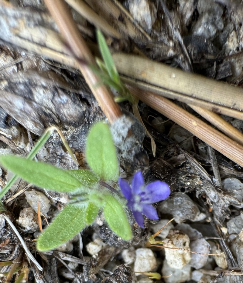 Trichostema austromontanum subsp. compactum photo 4