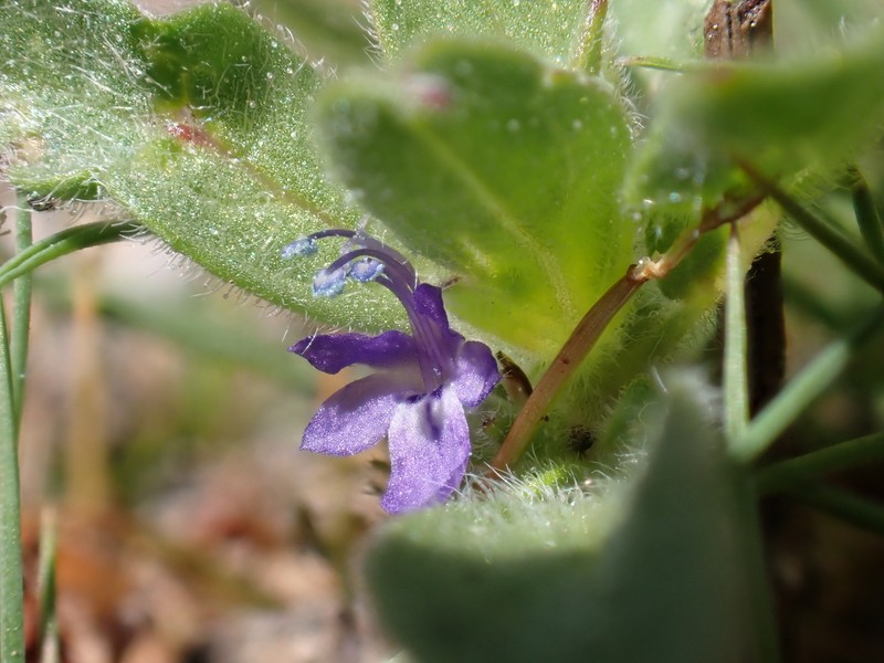 Trichostema austromontanum subsp. compactum photo 5
