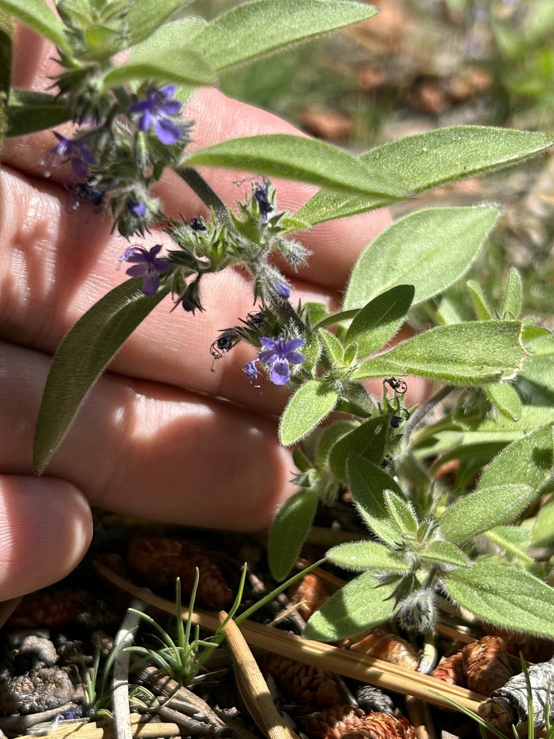 Trichostema austromontanum subsp. compactum photo 6