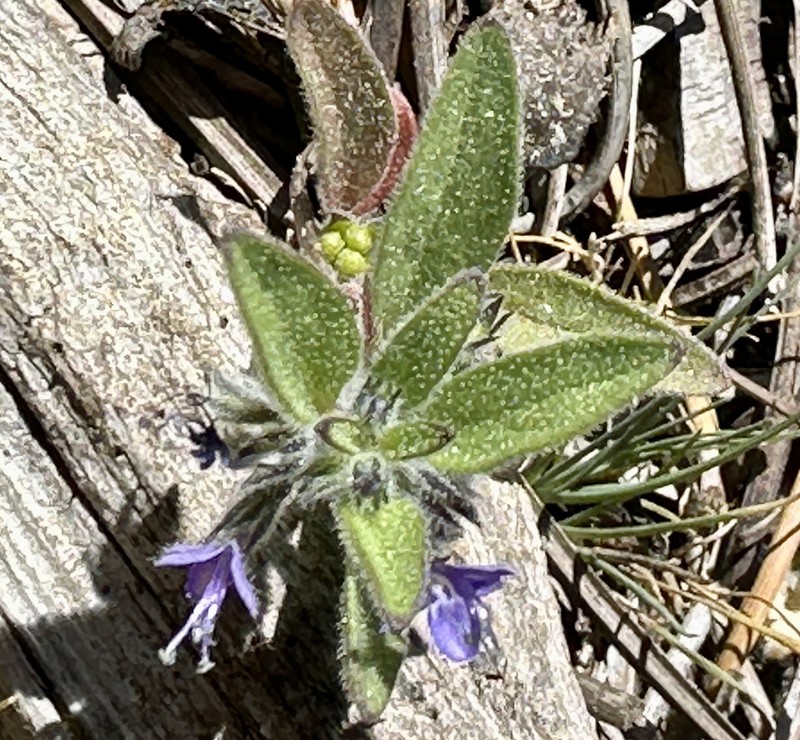 Trichostema austromontanum subsp. compactum photo 7