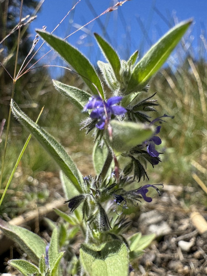 Trichostema austromontanum subsp. compactum photo 8