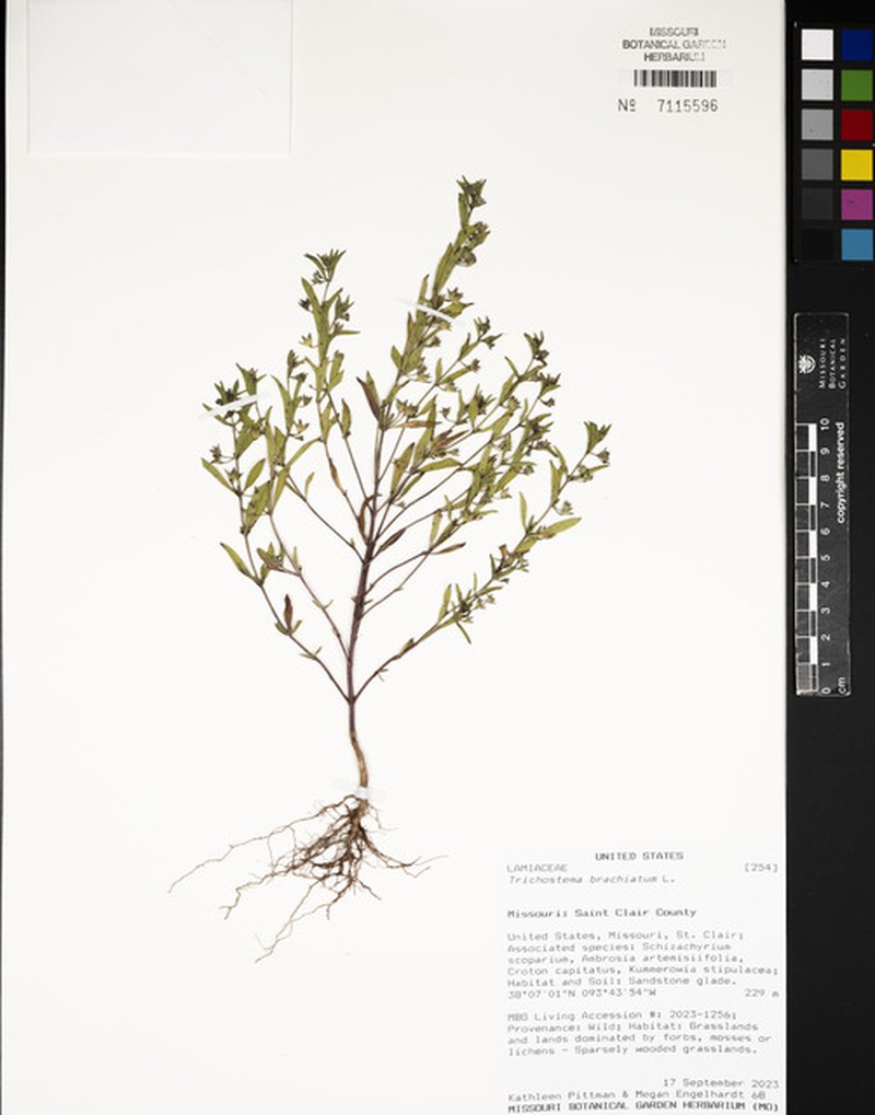Trichostema brachiatum photo 2