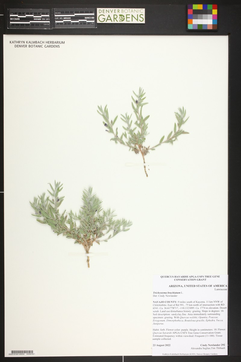 Trichostema brachiatum photo 3