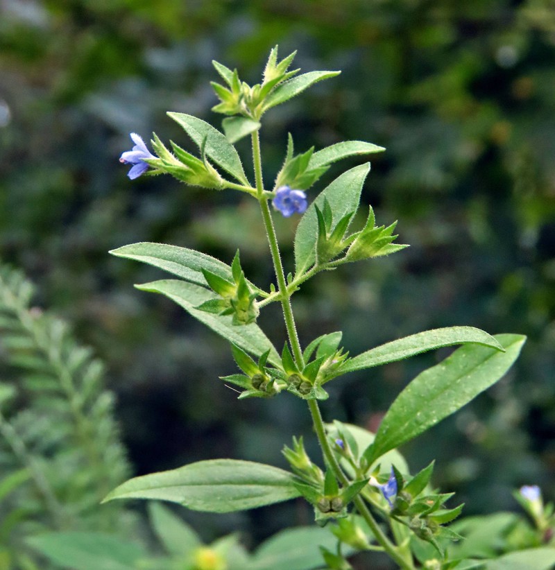 Trichostema brachiatum photo 4