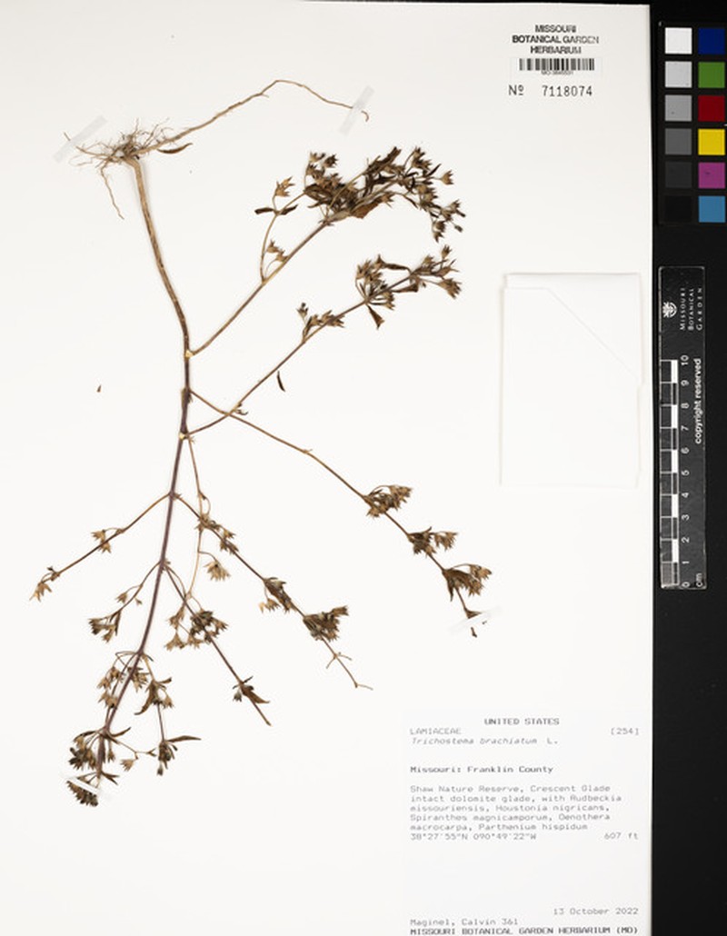 Trichostema brachiatum photo 5