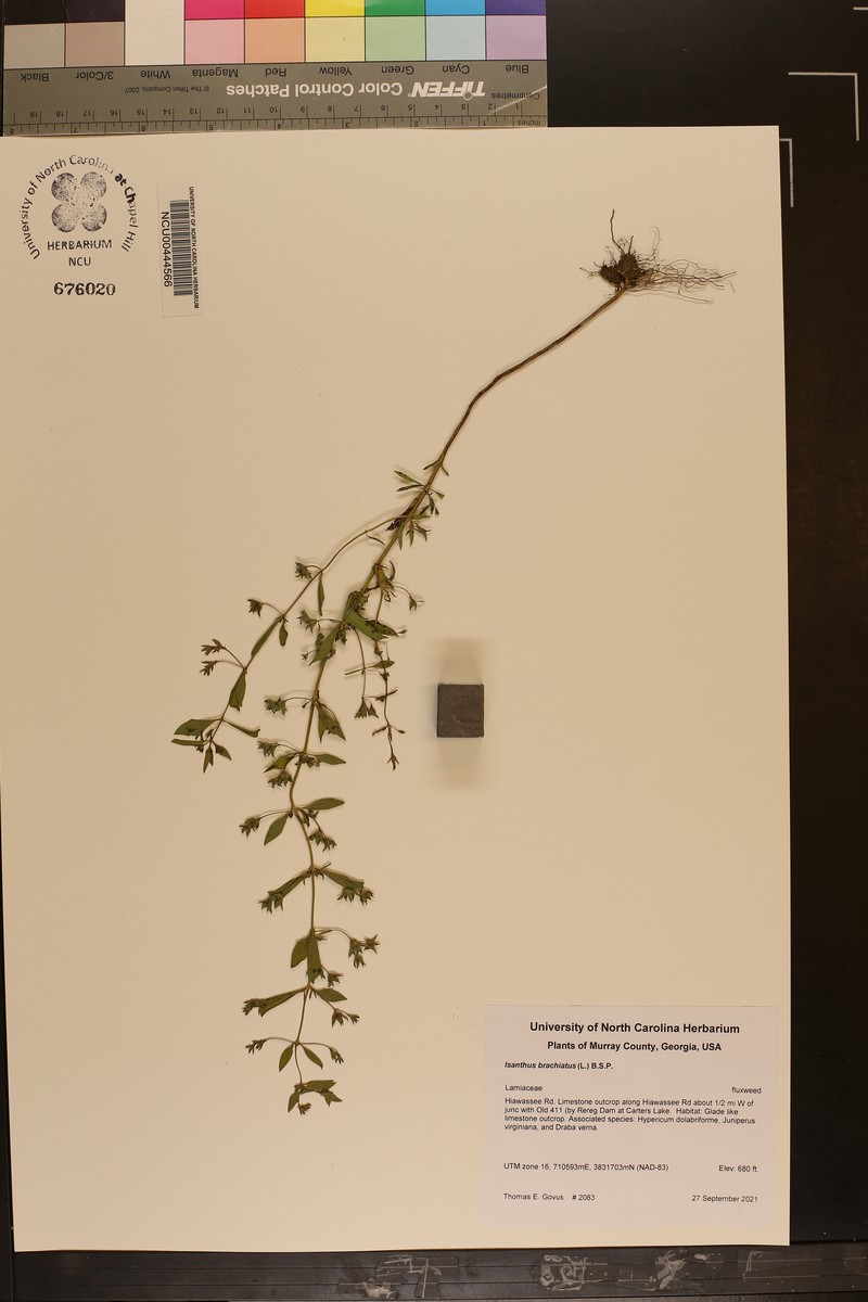 Trichostema brachiatum photo 6