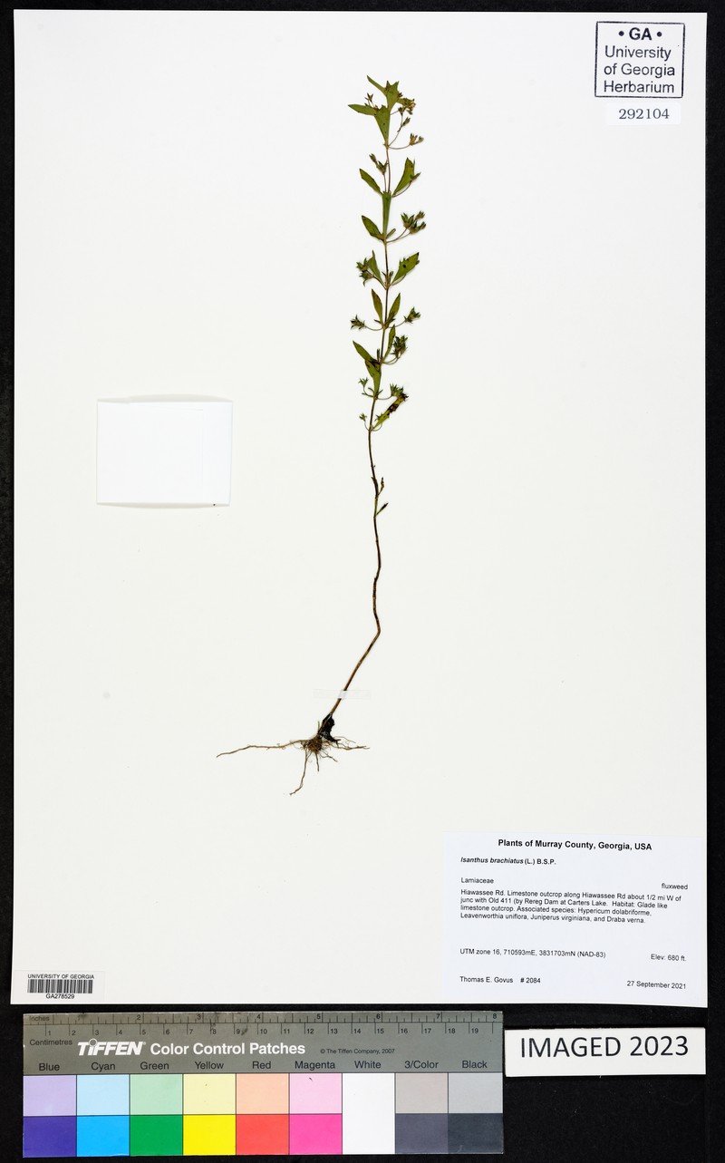 Trichostema brachiatum photo 7