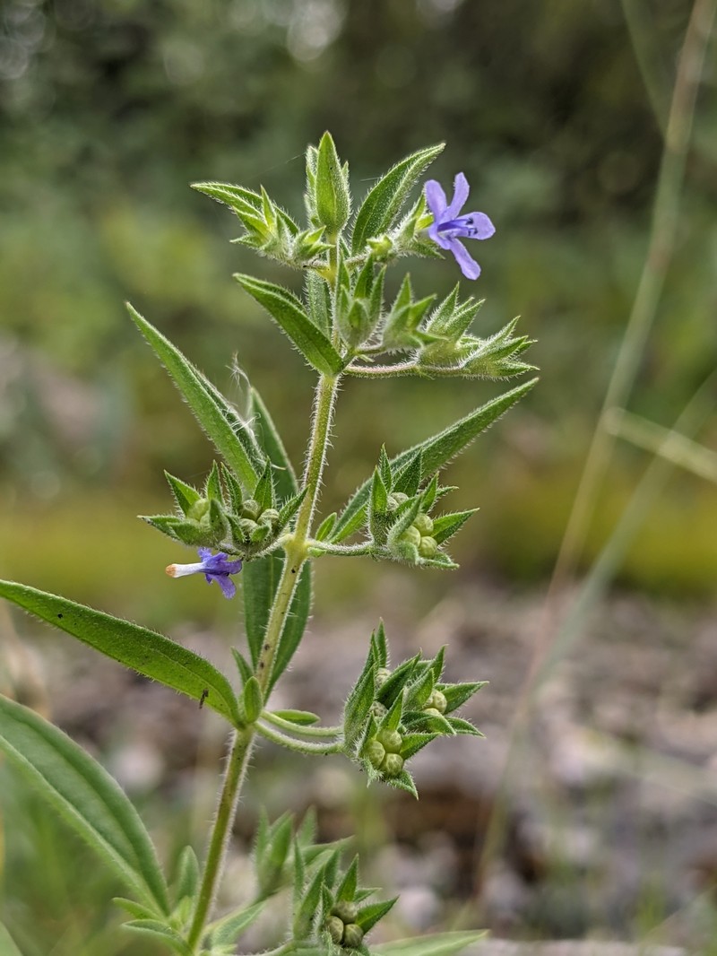 Fluxweed