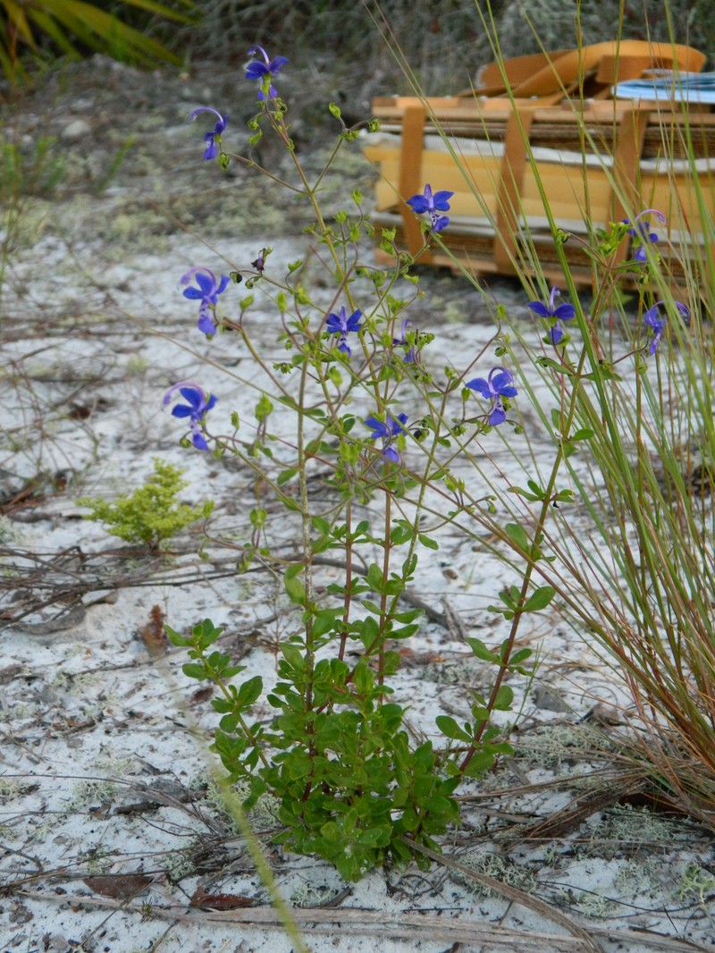 Trichostema bridgesii-orzellii