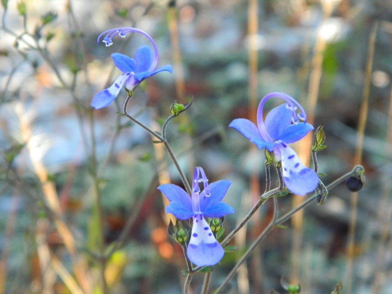 Trichostema bridgesii-orzellii photo 2